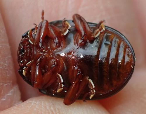 Chrysolina bankii